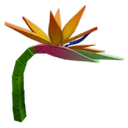 Birds of Paradise image