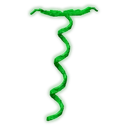 Coilvine image