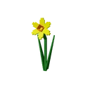 Daffodil image
