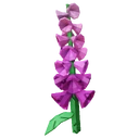 Foxglove image