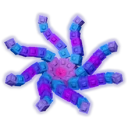 Octobloom image