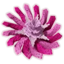 Pinkside Dandelion image