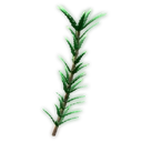 Rosemary image
