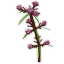 Speargrass image