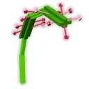 Sundew image