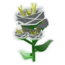 Yarrow image